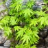 Kép 3/9 - Acer palmatum 'Going Green'