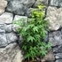 Kép 5/9 - Acer palmatum 'Going Green'