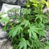 Kép 6/9 - Acer palmatum 'Going Green'