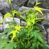 Kép 4/9 - Acer palmatum 'Going Green'
