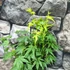 Kép 7/9 - Acer palmatum 'Going Green'
