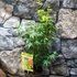 Kép 8/9 - Acer palmatum 'Going Green'