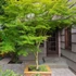 Kép 1/9 - Acer palmatum 'Going Green'
