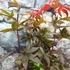 Kép 3/6 - Acer palmatum 'Twombly's Red Sentinel'