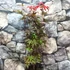 Kép 5/6 - Acer palmatum 'Twombly's Red Sentinel'