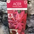 Kép 6/6 - Acer palmatum 'Twombly's Red Sentinel'