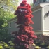 Kép 1/6 - Acer palmatum 'Twombly's Red Sentinel'