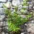 Kép 2/11 - Acer palmatum 'Osakazuki'