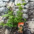 Kép 3/11 - Acer palmatum 'Osakazuki'