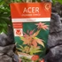 Kép 11/11 - Acer palmatum 'Osakazuki'