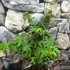 Kép 5/9 - Acer palmatum 'Osakazuki'