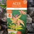 Kép 9/9 - Acer palmatum 'Osakazuki'