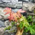 Kép 6/9 - Acer palmatum 'Osakazuki'