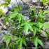 Kép 8/9 - Acer palmatum 'Osakazuki'
