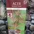 Kép 9/9 - Acer palmatum 'Sumi-nagashi'