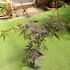 Kép 2/9 - Acer palmatum 'Sumi-nagashi'