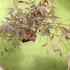 Kép 3/9 - Acer palmatum 'Sumi-nagashi'