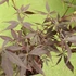 Kép 4/9 - Acer palmatum 'Sumi-nagashi'