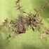 Kép 5/9 - Acer palmatum 'Sumi-nagashi'