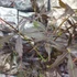 Kép 6/9 - Acer palmatum 'Sumi-nagashi'