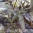 Kép 7/9 - Acer palmatum 'Sumi-nagashi'