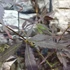 Kép 8/9 - Acer palmatum 'Sumi-nagashi'