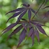 Kép 1/9 - Acer palmatum 'Sumi-nagashi'