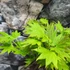Kép 17/18 - Acer palmatum 'Shirasawanum Aureum'