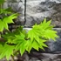 Kép 10/18 - Acer palmatum 'Shirasawanum Aureum'