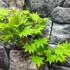 Kép 8/18 - Acer palmatum 'Shirasawanum Aureum'