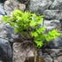 Kép 11/18 - Acer palmatum 'Shirasawanum Aureum'