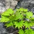 Kép 7/18 - Acer palmatum 'Shirasawanum Aureum'