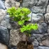 Kép 9/18 - Acer palmatum 'Shirasawanum Aureum'