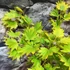 Kép 4/18 - Acer palmatum 'Shirasawanum Aureum'