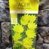 Kép 18/18 - Acer palmatum 'Shirasawanum Aureum'
