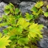 Kép 5/18 - Acer palmatum 'Shirasawanum Aureum'