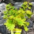 Kép 2/18 - Acer palmatum 'Shirasawanum Aureum'