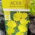 Kép 16/18 - Acer palmatum 'Shirasawanum Aureum'