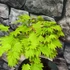 Kép 13/18 - Acer palmatum 'Shirasawanum Aureum'