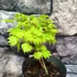 Kép 14/18 - Acer palmatum 'Shirasawanum Aureum'