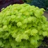 Kép 1/18 - Acer palmatum 'Shirasawanum Aureum'