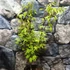 Kép 2/7 - Acer palmatum 'Anne Irene'