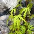 Kép 3/7 - Acer palmatum 'Anne Irene'