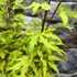 Kép 4/7 - Acer palmatum 'Anne Irene'