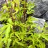 Kép 5/7 - Acer palmatum 'Anne Irene'