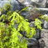 Kép 6/7 - Acer palmatum 'Anne Irene'