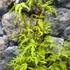 Kép 7/7 - Acer palmatum 'Anne Irene'