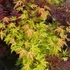 Kép 1/7 - Acer palmatum 'Anne Irene'