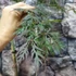 Kép 5/6 - Acer palmatum 'Dissectum Atropurpureum'