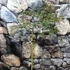 Kép 6/6 - Acer palmatum 'Dissectum Atropurpureum'
